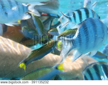 Save
Download Preview
Beautiful Tropical Coral Reef With Diverse Hard Corals And Shoal Of Coral Fish