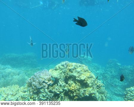 Animals Of The Underwater Sea World. Life In A Coral Reef. Colorful Tropical Fish