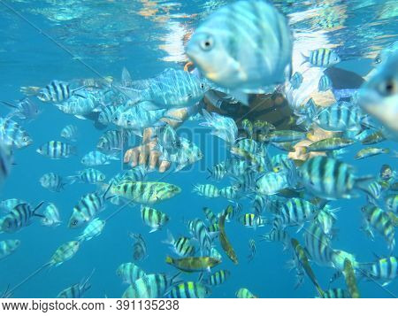 Beautiful Tropical Coral Reef With Shoal Or Coral Fish
