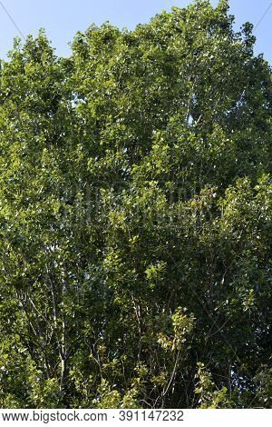 Lombardy Poplar - Latin Name - Populus Nigraa Var. Italica