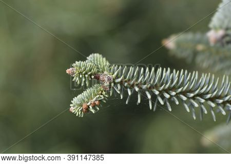 Blue Spanish Fir Branch - Latin Name - Abies Pinsapo Glauca