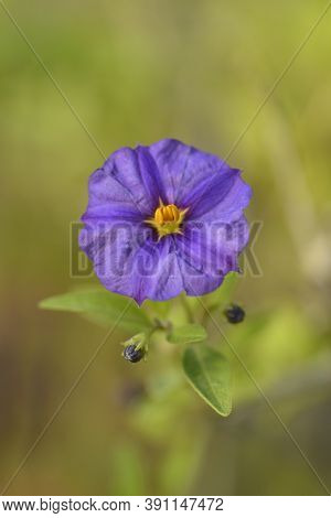 Blue Potato Bush Flower - Latin Name - Lycianthes Rantonnetii (solanum Rantonetti)