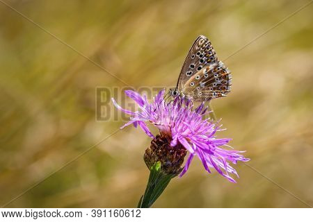 Small Chalk Hill Blue Butterfly, A Female, Sitting On A Purple Knapweed Flower Growing In A Meadow O