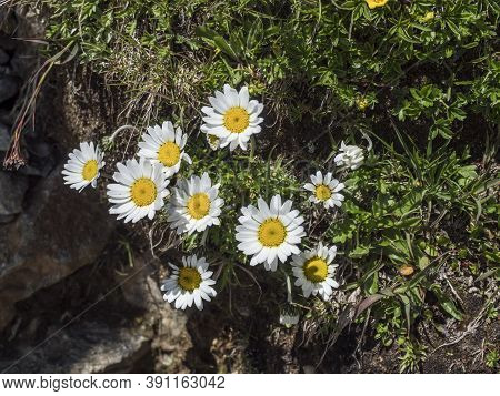 Closeup Of Margherita Alpina, Leucanthemopsis Alpina. Blooming Alpine Daisy With Green Leaves On Alp