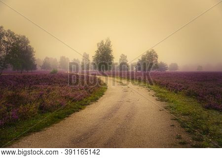 Heath Bloom In The Lüneburg Heath Near Bispingen