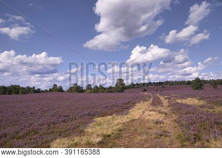 Heath Bloom In The Lüneburg Heath Near Bispingen