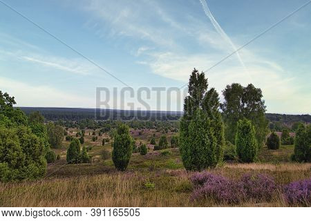 Heath Bloom In The Lüneburg Heath Near Bispingen