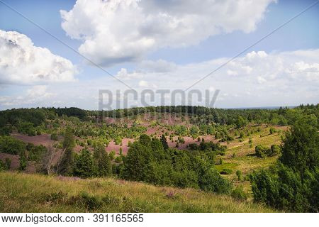 Heath Bloom In The Lüneburg Heath Near Bispingen