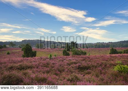 Heath Bloom In The Lüneburg Heath Near Bispingen