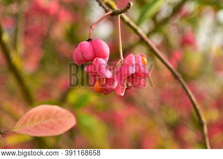 Spindle Bush Red Tree German Garden In Autumn