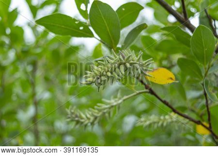 Salix Caprea, Known As Goat Willow, Pussy Willow Or Great Sallow, Is A Common Species Of Willow Nati