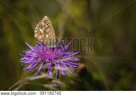 Small Chalk Hill Blue Butterfly, A Female, Sitting On A Purple Knapweed Flower Growing In A Meadow O