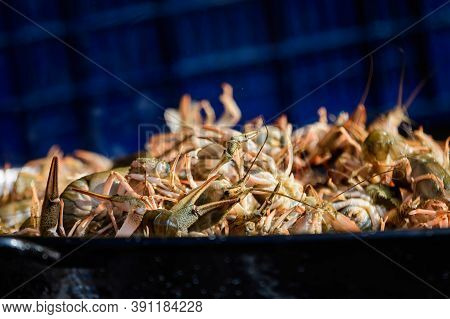 Raw European Crayfishes Astacus Astacus (noble Or Broad-fingered Crayfish, The Most Common Species O