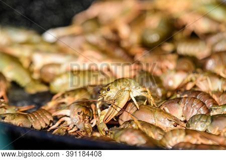 Raw European Crayfishes Astacus Astacus (noble Or Broad-fingered Crayfish, The Most Common Species O