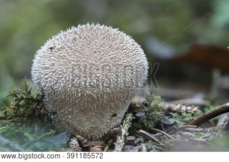 The Lycoperdon Umbrinum Is An Edible Puffball Mushroom , Stacked Macro Photo