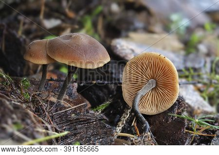 The Cucumber Cap (macrocystidia Cucumis) Is An Inedible Mushroom , Stacked Macro Photo