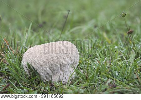 The Lycoperdon Utriforme Is An Edible Mushroom , Stacked Macro Photo