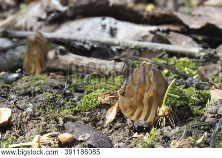 The Semifree Morel (morchella Semilibera) Is An Edible Mushroom , Stacked Macro Photo