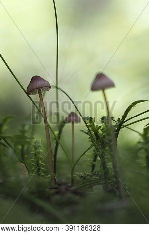 The Bleeding Bonnet (mycena Sanguinolenta) Is An Inedible Mushroom , Stacked Macro Photo