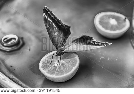 Eryphanis Automedon, Aka Automedon Giant Owl Is A Tropical Butterfly. Here Shown While Eating From A