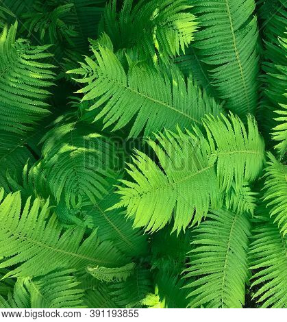 Perfect Big Green Fern Leaves In The Forest