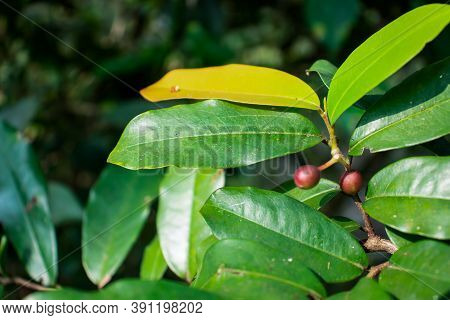 Antidesma Bunius Or Spreng Currant-tree Bugnay Bignay Chinese-laurel Herbert River-cherry Queensland