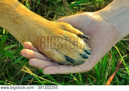 Dog Paw In Hand In The Park In The Summer. The Concept Of Friendship.