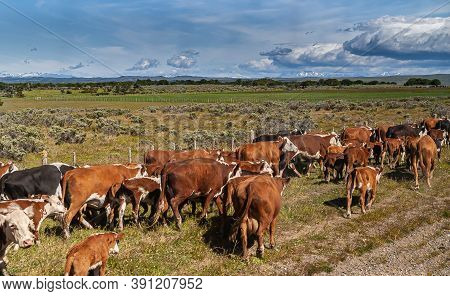 Punta Arenas, Chile - December 12, 2008: A Herd Of Mostly Brown-white Cattle Along The Road With Vas
