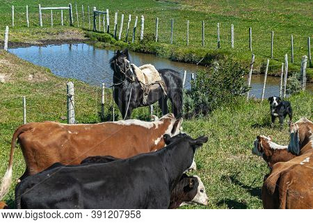 Punta Arenas, Chile - December 12, 2008: A Horse, Dog Behind Herd Of Mostly Brown-white Cattle Along