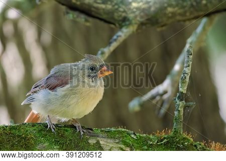 A Young Female Northern Cardinal (cardinalis Cardinalis) This Mid-sized Songbird Is Commonly Found I