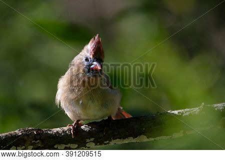 A Female Northern Cardinal (cardinalis Cardinalis) This Mid-sized Songbird Is Commonly Found In Wood