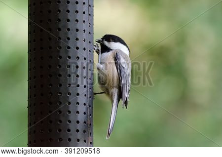 Black-capped Chickadee (poecile Atricapillus) Eating Niger Seed From A Backyard Bird Feeder