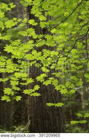 Vine Maple (acer Circinatum) Backlit In Ross Lake National Recreation Area, Washington