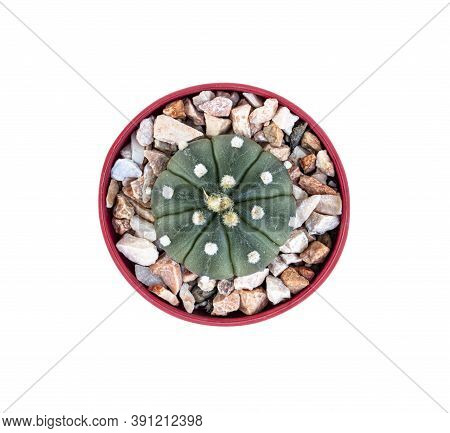 Prince's Cap Baton Cactus, Scientific Name Astrophytum Asterias