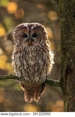 The Tawny Owl Or Brown Owl (strix Aluco) On The Branch Sitting In Backlight. Large Owls Typically Si