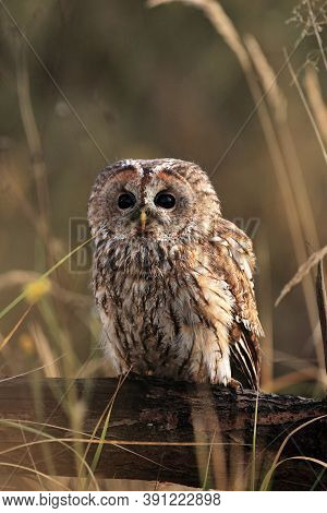 The Tawny Owl Or Brown Owl (strix Aluco) Sitting On A Wooden Stake