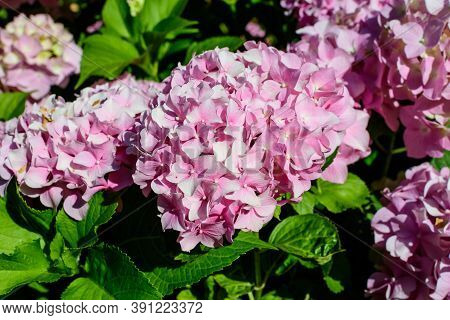 Magenta Pink Hydrangea Macrophylla Or Hortensia Shrub In Full Bloom In A Flower Pot, With Fresh Gree
