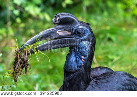 The Abyssinian Northern Ground Hornbill, Bucorvus Abyssinicus Or Northern Ground Hornbill Is An Afri