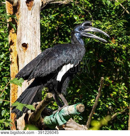 The Abyssinian Northern Ground Hornbill, Bucorvus Abyssinicus Or Northern Ground Hornbill Is An Afri