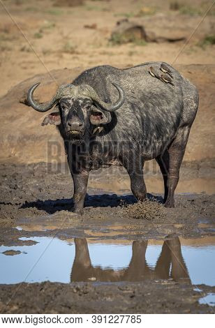 Vertical Portrait Of An Adult African Buffalo With Ox Peckers On Its Back Standing In Mud In Kruger 
