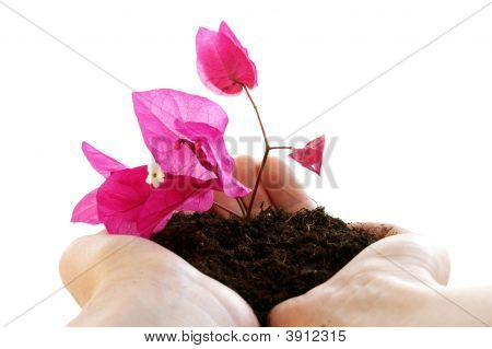 Blommor i händerna
