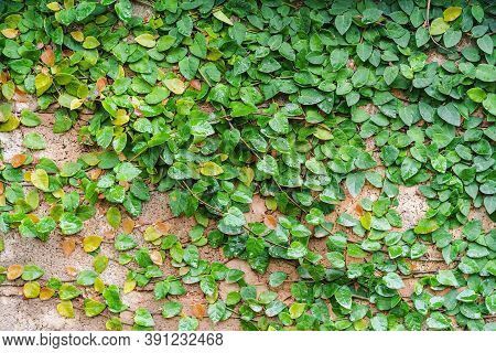 Background And Texture Of Creeping Fig, Climbing Fig Or Ficus Pumila Growing On Block Bricks Wall To