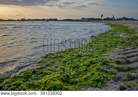 Green Algae Brought By The Waves To The Beach. Algae Invasion