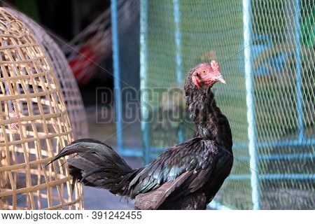 Black Rooster Stand Beside Thai Chicken Coop And Net Nick. It Is Fighting Cock, A Rooster Bred And T
