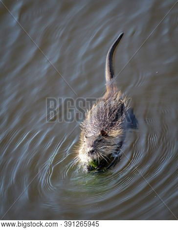 Nutrias, Muskrat, Ondatra Zibethicus On The River Bank.
