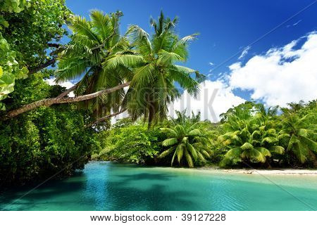 søen og palmer, Mahe island, Seychellerne