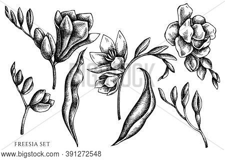 Vector Set Of Hand Drawn Black And White Freesia Stock Illustration