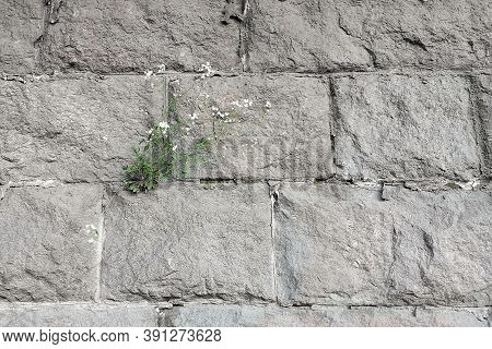A Bush Of Greenery Grew On A Stone Wall. The Concept Of Stamina And Survival. Life Style.