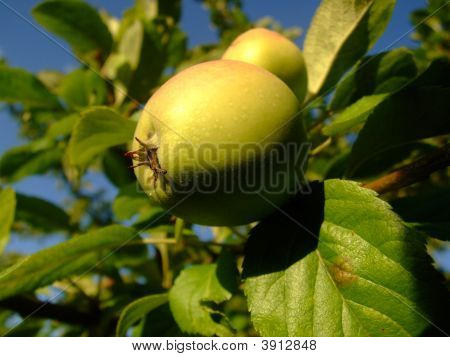 Apples On A Tree
