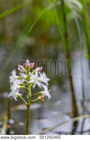 Menyanthes trifoliata in Jizerske Mountains, Northern Bohemia, Czech Republic